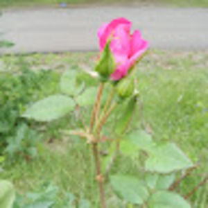 Meet your Posher, Rose